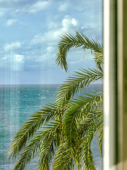 palm tree behind the window